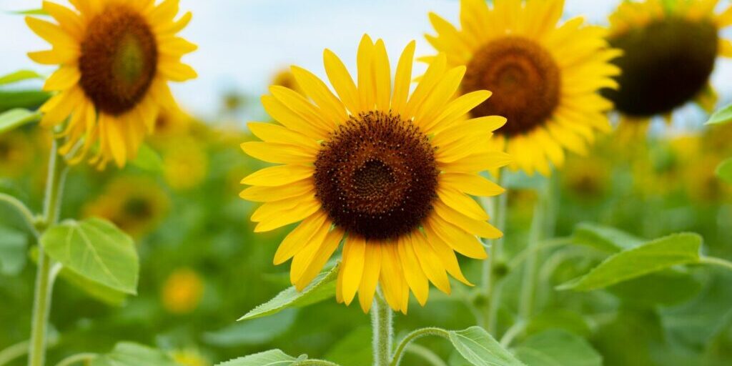yellow sunflower in close up photography during daytime